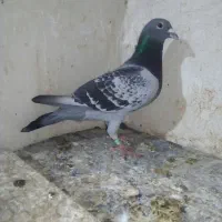 مسافتی معاوضه بامیولمنز