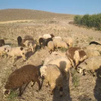 گوسفند. بره