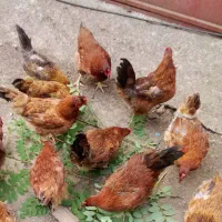فروش ده عدد مرغ گلپایگانی درشت و در حال تخمگذاری