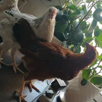 مرغ