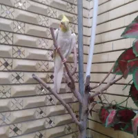 گمشده عروس هلندی