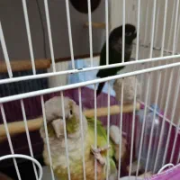 طوطی گرینچیگ