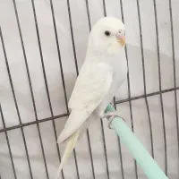 جوجه مرغ عشق