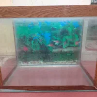 اکواریوم ماهی