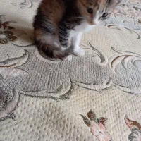 واگذاری رایگان گربه