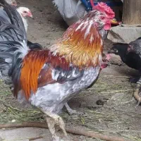 خروس گلین