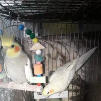 عروس قفس