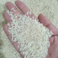 فروش برنج هاشمی