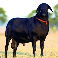 *جایگاه مرکزی دام زنده*زنده تضمینی نصفگوشت/خونی