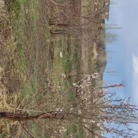 زمین