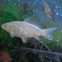 ماهی کوی معاوضه