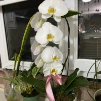 گلدان ارکیده طبیعی سرحال