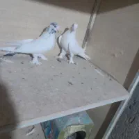 کبوترسفید سوقدیم