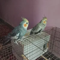 عروس هلندی