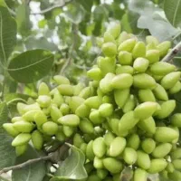 خرید پسته کال به بالاترین قیمت نقدی