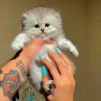 بریتیش لانگ ۱۱۳۳