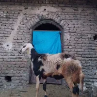 بره قوچ پلنگی