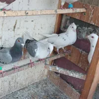 کبوتر شهرستانی