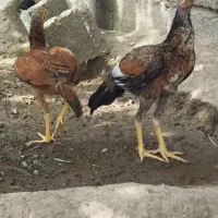 ماده مرغ و خروس محلی دورگه