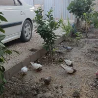 ۵عدد سینه ای با یک شیخ