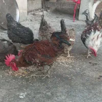 خروس جوان محلی