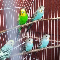 مرغ عق گم شده