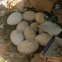 غاز|حیوانات مزرعه|بمپور, |دیوار