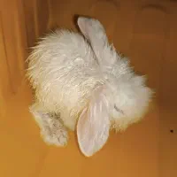 خرگوش