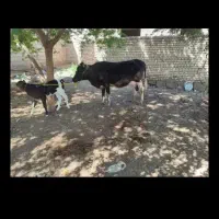 باسلام گاو درجه 1باگوسال المانی