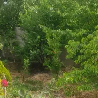 باغچه فروشی چهاردیوار پر درخت ملارد لم اباد