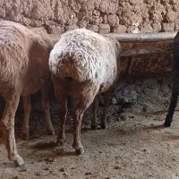 3 راس بره ماده عربی