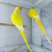 مجموعه پرورش طوطیسانان پارلند در استان قم