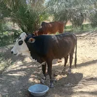 گاو نر|حیوانات مزرعه|فنوج, |دیوار
