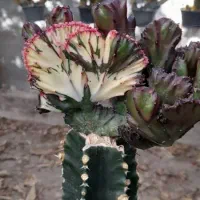 کاکتوس|گل و گیاه طبیعی|ملارد, |دیوار