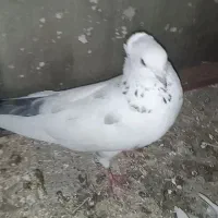 کفتر باخت رفته