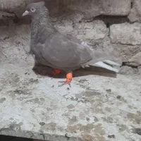 ماده سرکه ای دمسفید.جوجه نر دمسفید