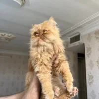 واگذاری گربه پرشین گارفیلدی ماده