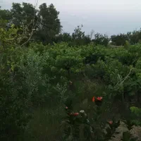 باغ بهترین لوکیشن