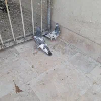 کفتر پاکستانی
