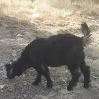 دوبیگ‌ نر