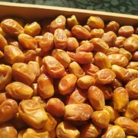 خرمای زاهدی سایز درشت و خوش رنگ