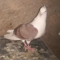 کبوتر شونی