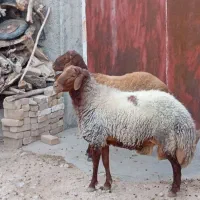قوچ|حیوانات مزرعه|مهران (ایلام), |دیوار