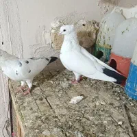جفت دم سیاه نر ماده و نر طوقی الماسی