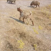 فروش دوعدد کهره نر