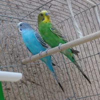 دو مرغ نر جوان و بالغ