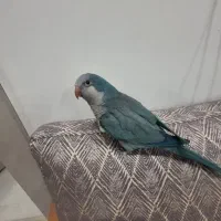 طوطی راهب بالغ ماده