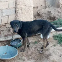 سگ افغان