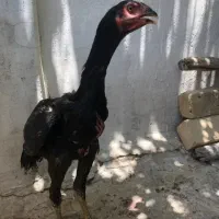 خروس لاری اصیل ۵ ماهه