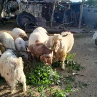 قوچ‌و‌نری